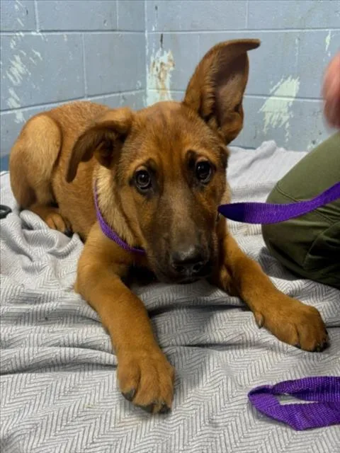 A baby small-sized female Anatolian Shepherd dog named Nidorina for adoption in Woodland, CA