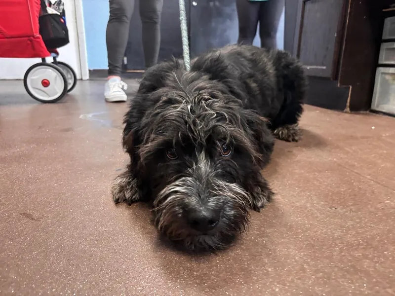 A baby medium-sized female Labrador Retriever dog named Ziva for adoption in Port Jervis, NY