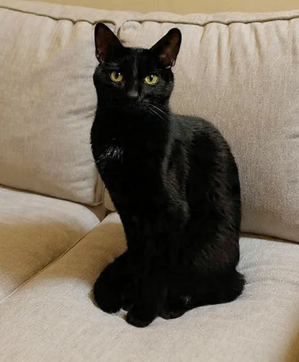 An adult medium-sized male Black Domestic Short Hair cat named Gibson for adoption in Sherman Oaks, CA
