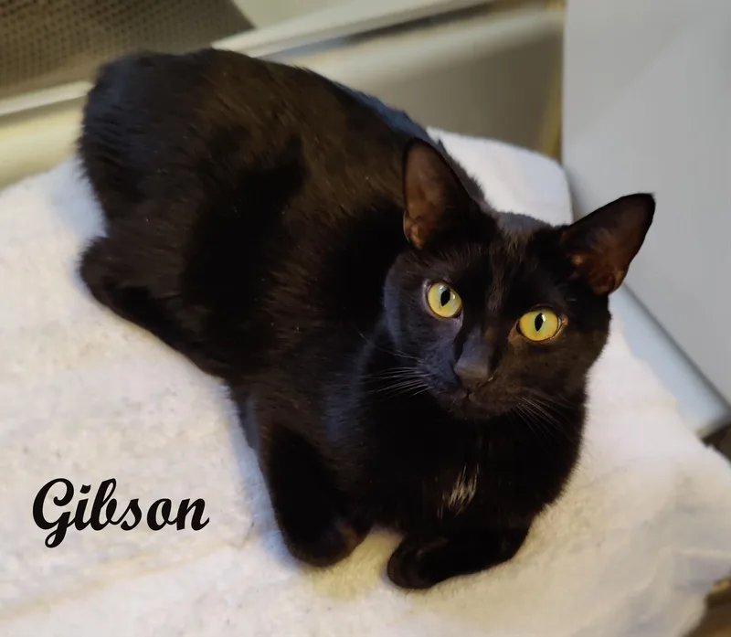 Gibson thumbnail 5