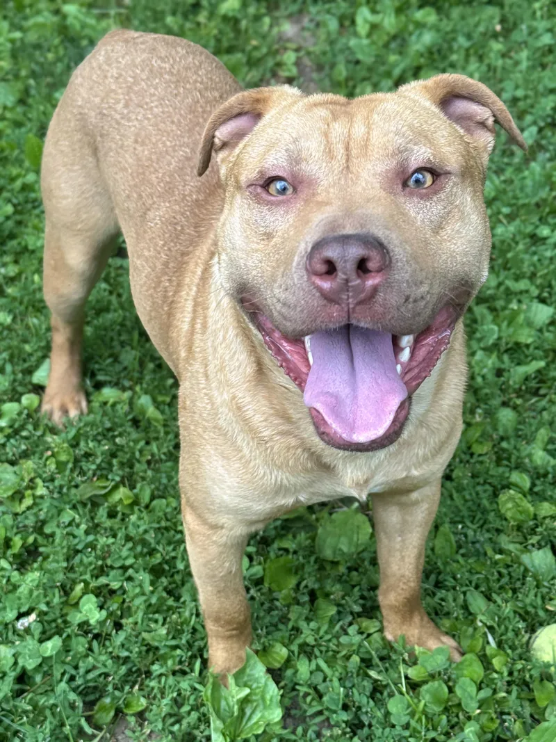 Sheldon