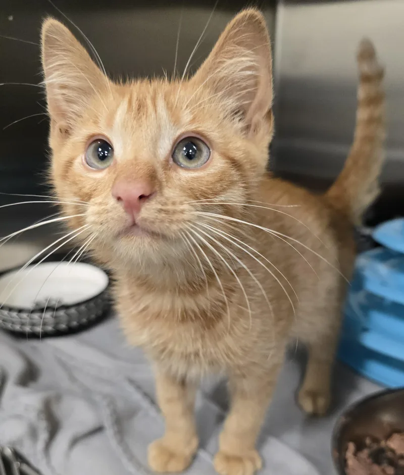 A baby medium-sized male Tabby (Orange / Red) Domestic Short Hair cat named Rodney for adoption in Amityville, NY