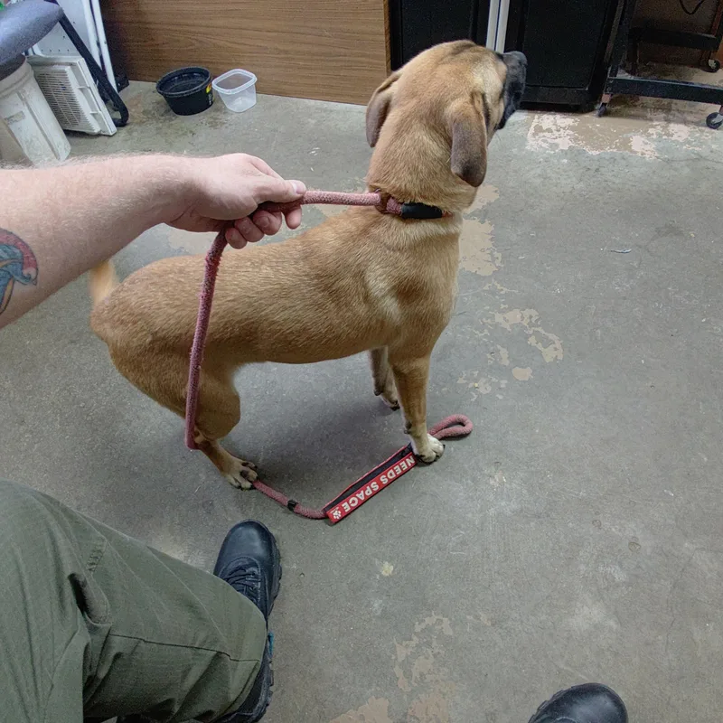 A young medium-sized male Black Mouth Cur dog named 26-102 for adoption in Carrollton, OH