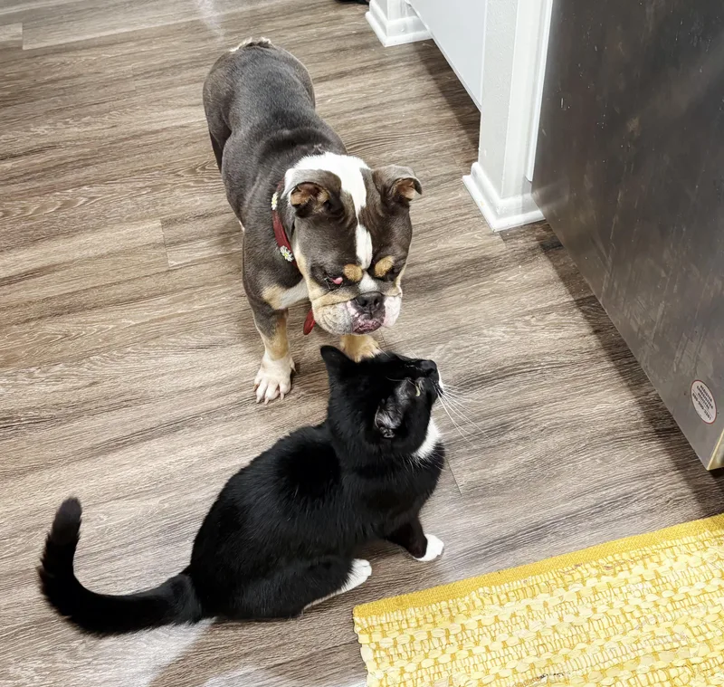 A young medium-sized female Tricolor (Brown, Black, & White) English Bulldog dog named BeauShea cat kid friendly for adoption in Hermosa Beach, CA