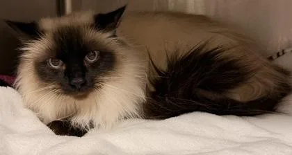 An adult medium-sized female Buff / Tan / Fawn Himalayan cat named Madeline for adoption in Redmond, OR