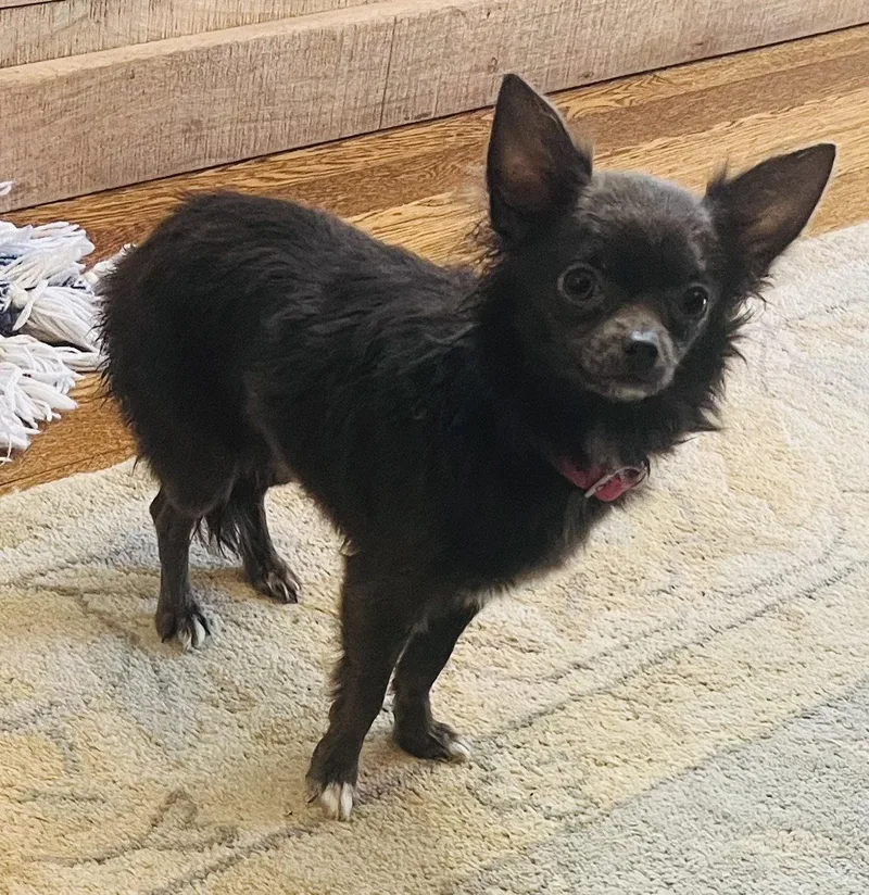 Vieanna “vivi” thumbnail 2