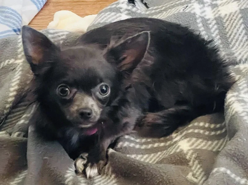 Vieanna “vivi” thumbnail 3