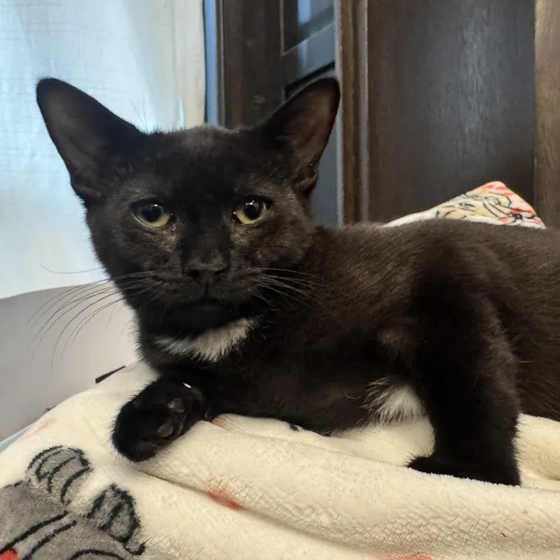 A baby small-sized female Black Domestic Short Hair cat named Fenrir for adoption in New York, NY