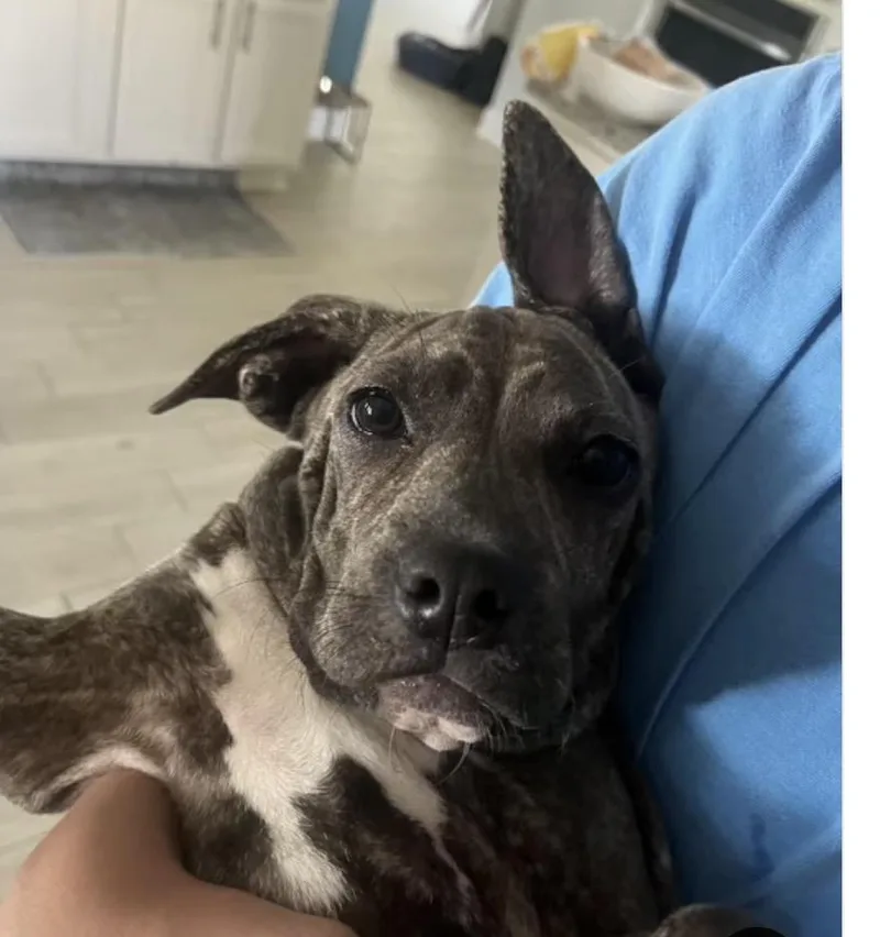 A baby medium-sized female Brindle Mountain Cur dog named Buffy for adoption in Pensacola, FL