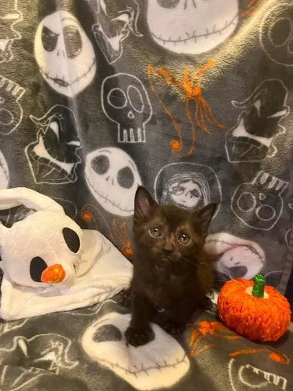 A baby small-sized male Domestic Medium Hair cat named Menches for adoption in Atlanta, GA