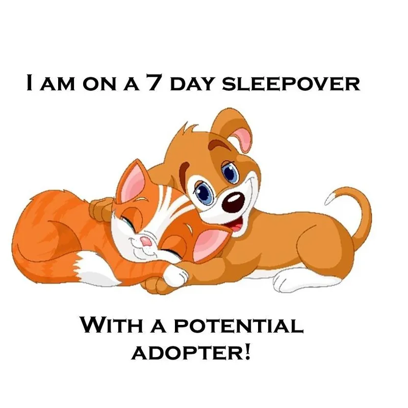 A young small-sized female Apricot / Beige Cavalier King Charles Spaniel dog named Toffee D for adoption in Lebanon, TN