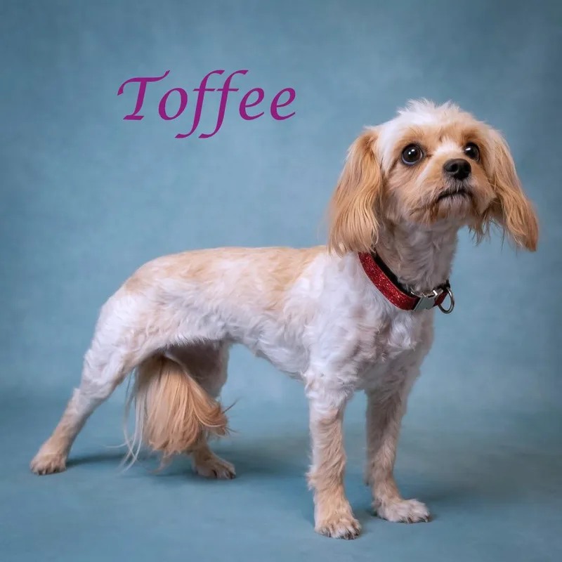 Toffee D thumbnail 2