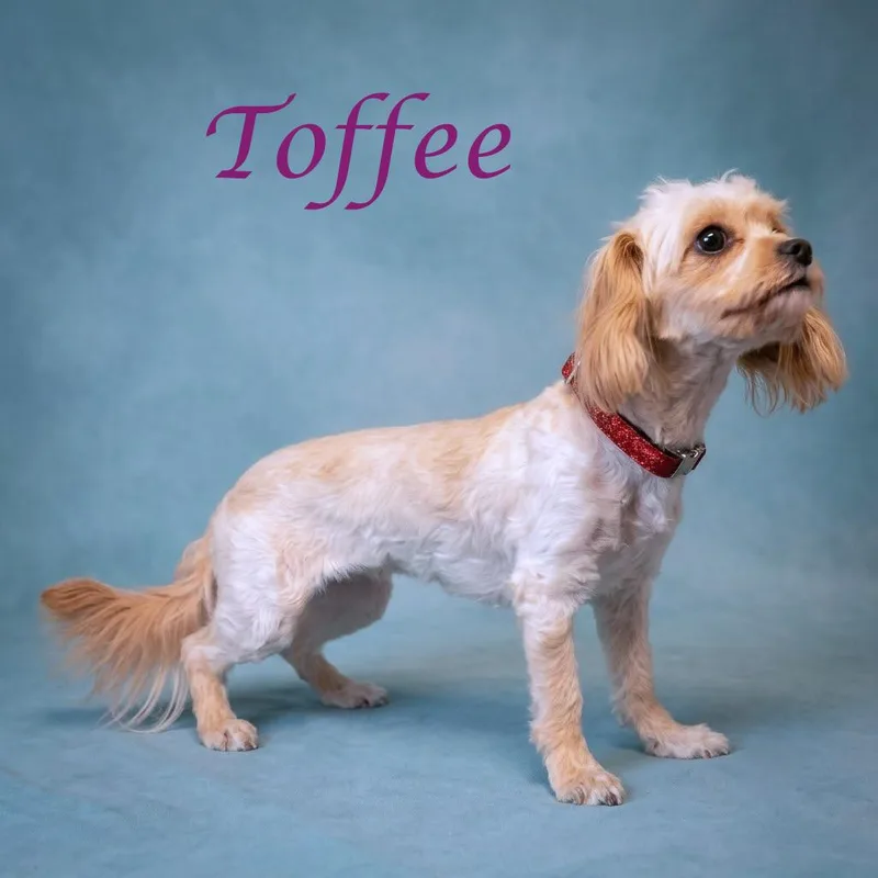 Toffee D thumbnail 3