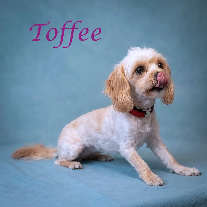Toffee D thumbnail 4
