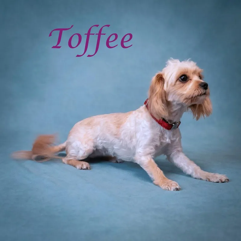 Toffee D thumbnail 5