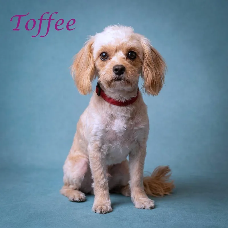 Toffee D thumbnail 6