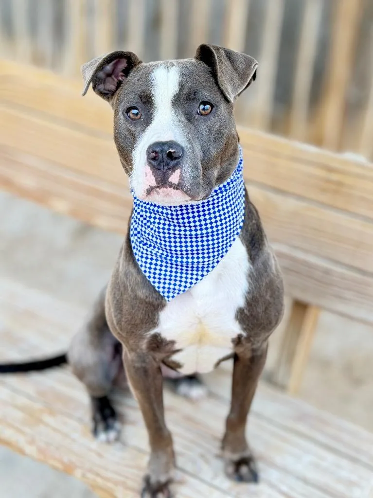A young small-sized male Mixed Breed dog named Arnie for adoption in Muskegon, MI