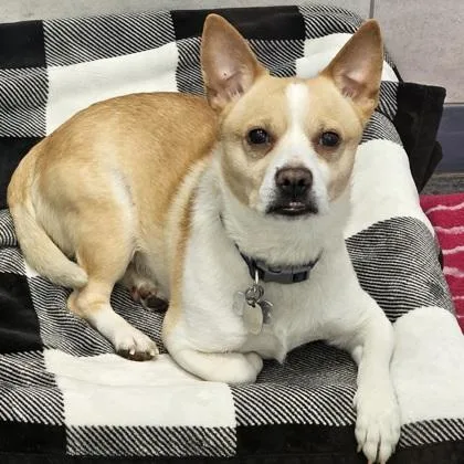 An adult small-sized male Mixed Breed dog named Koa for adoption in Scotia, NY