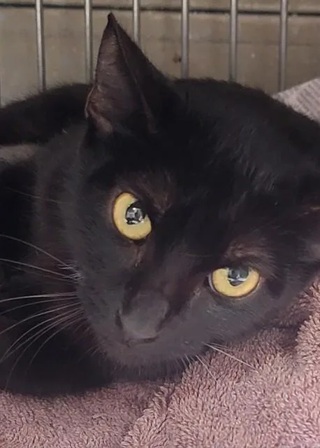 An adult large-sized female Domestic Short Hair cat named Sailor Moon for adoption in Downey, CA