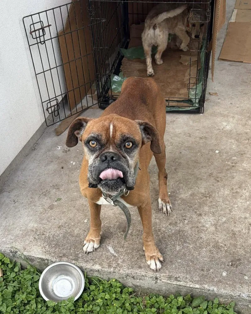 A senior large-sized male Boxer dog named Bruno for adoption in Monticello, NY