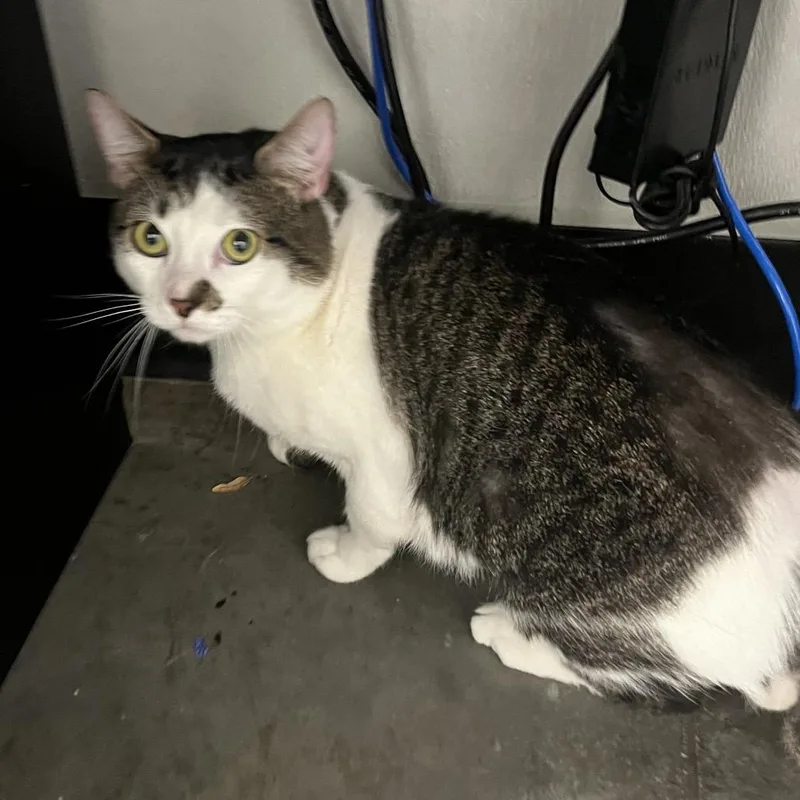 A young large-sized male Black Domestic Short Hair cat named Kiko for adoption in Tampa, FL