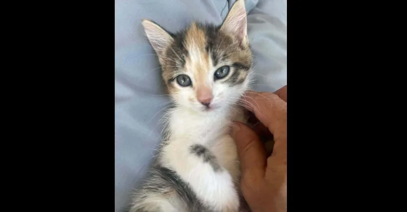 A baby small-sized female Domestic Short Hair cat named Faith for adoption in Groveland, MA