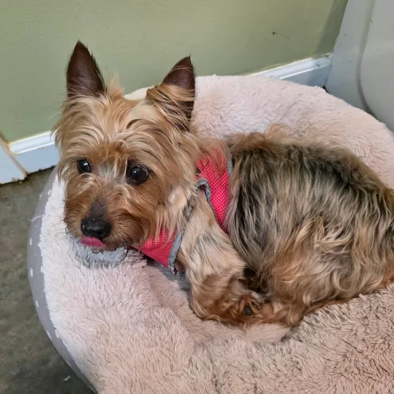 An adult small-sized male Brown / Chocolate Yorkshire Terrier dog named Romeo for adoption in Overland Park, KS