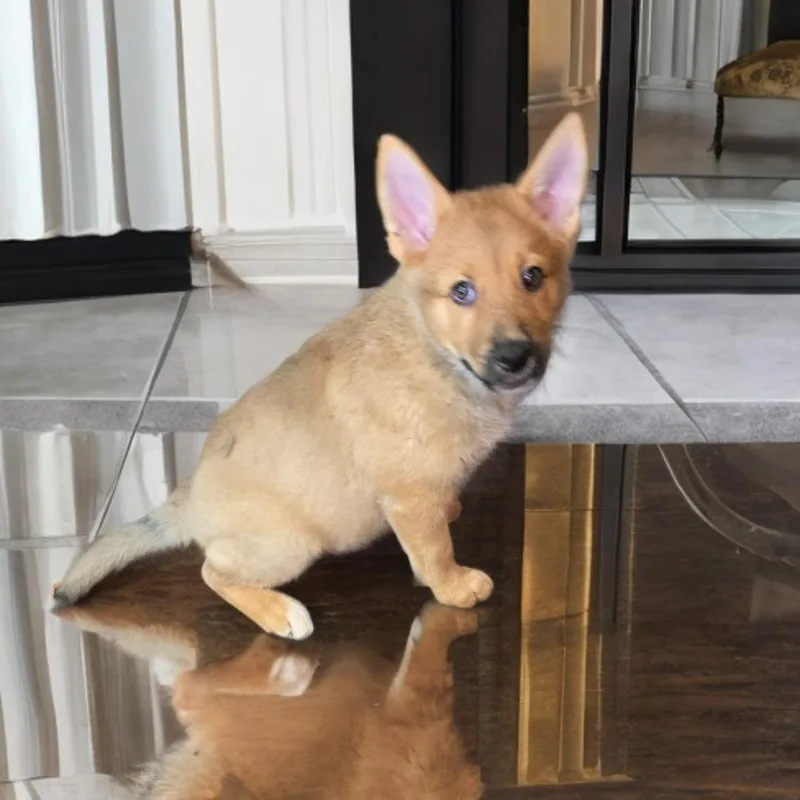 A baby small-sized female Yellow / Tan / Blond / Fawn German Shepherd Dog dog named Claire for adoption in Las Vegas, NV