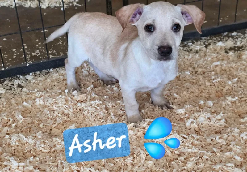 A baby small-sized male Yellow / Tan / Blond / Fawn Dachshund dog named Asher for adoption in Longmont, CO