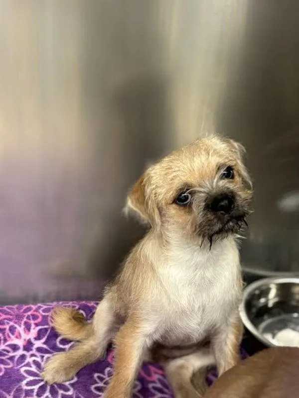 A baby small-sized female Pug dog named Revali for adoption in Austin, TX