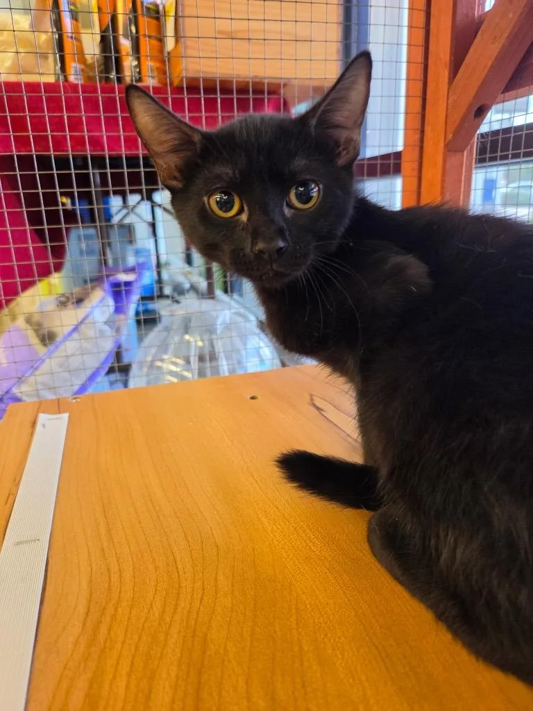 A baby medium-sized male Domestic Short Hair cat named Dashi for adoption in Tampa, FL