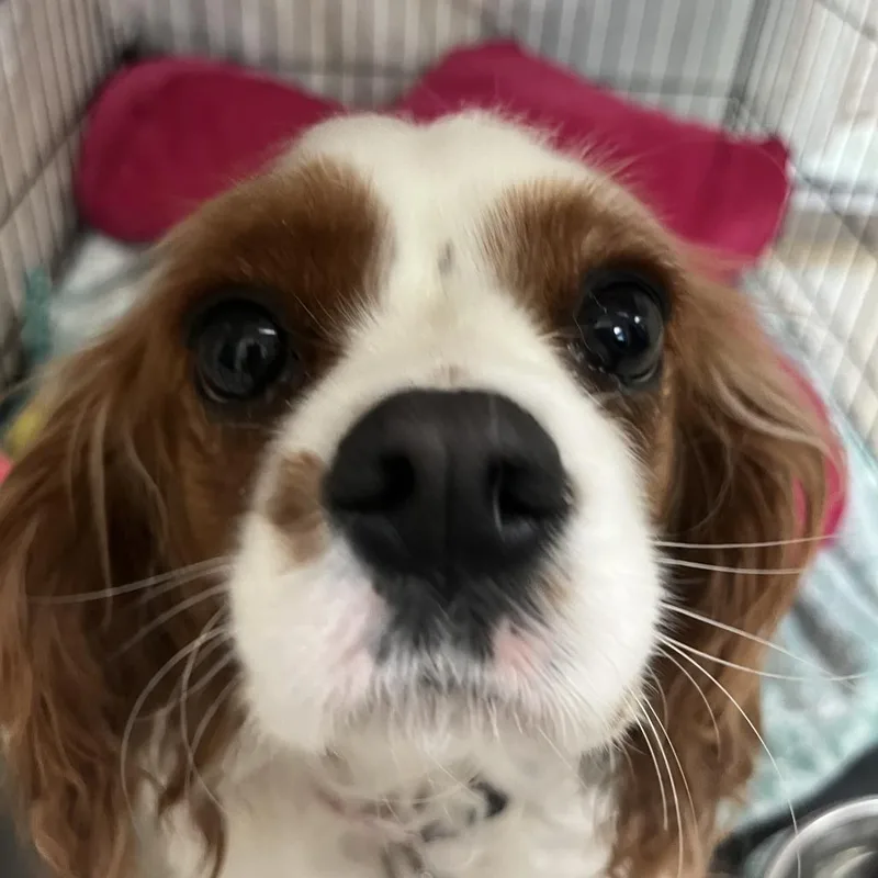 Sophie