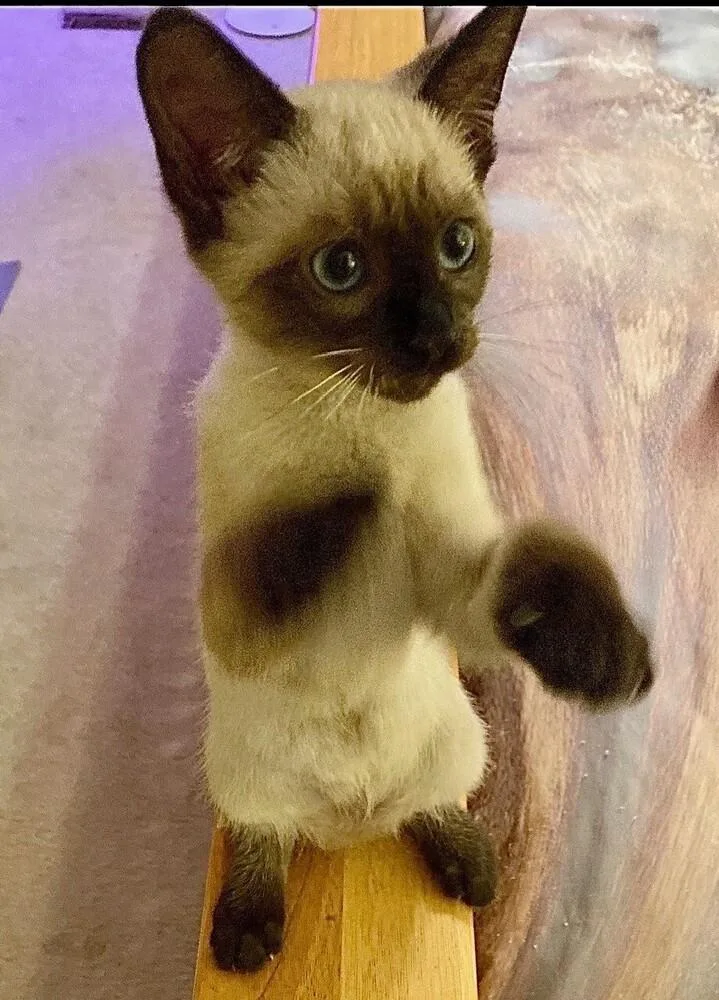 A baby medium-sized female Siamese cat named Fizzgig for adoption in Little Rock, AR