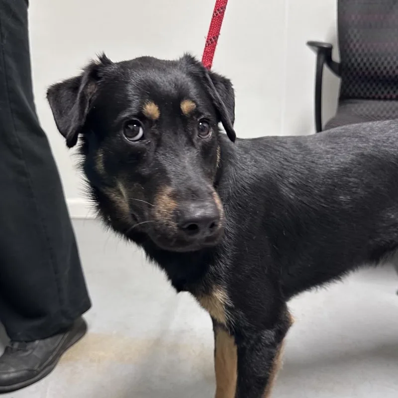 An adult small-sized female Black Mixed Breed dog named Boba for adoption in Troy, IL