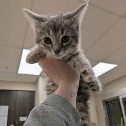 A baby small-sized female Brown / Chocolate Domestic Short Hair cat named Rihanna for adoption in Grand Rapids, MI