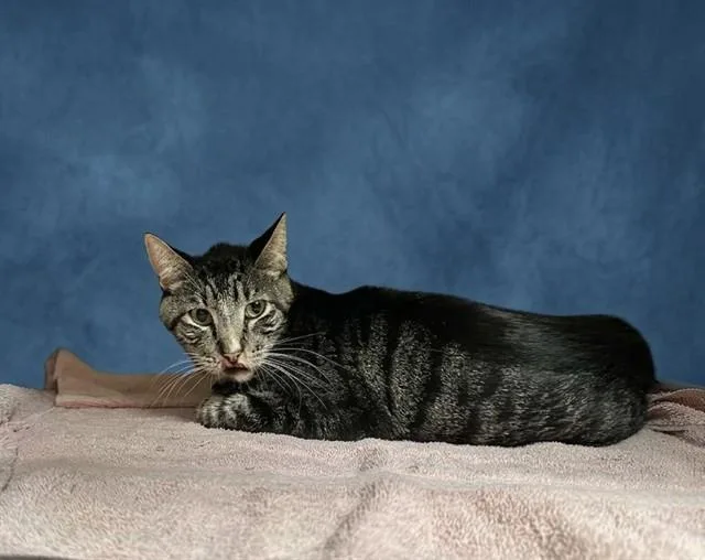 A young medium-sized male Domestic Short Hair cat named Justin for adoption in Baldwin Park, CA