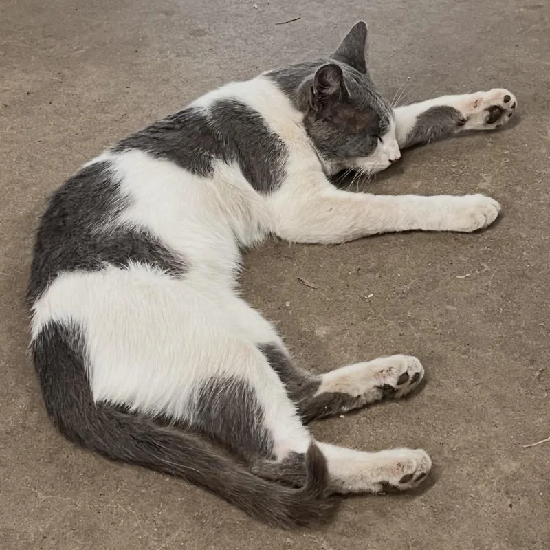 A young medium-sized male Domestic Short Hair cat named Clark for adoption in Bismarck, ND
