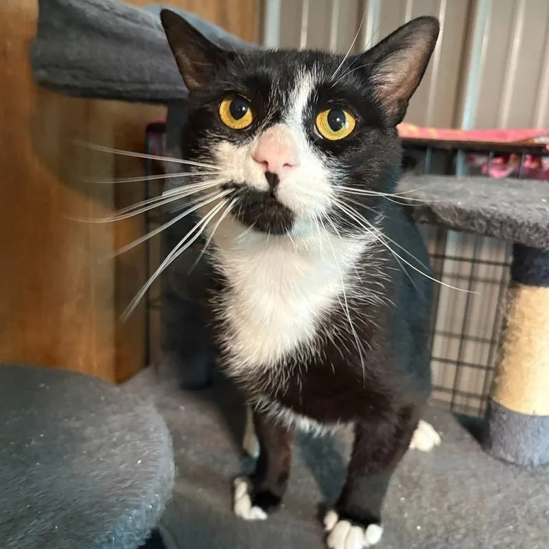 An adult large-sized male Black & White / Tuxedo Domestic Short Hair cat named Fisher for adoption in New Woodstock, NY