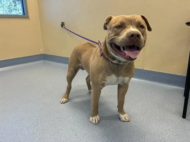 A young large-sized male Pit Bull Terrier dog named Hank for adoption in San Jose, CA