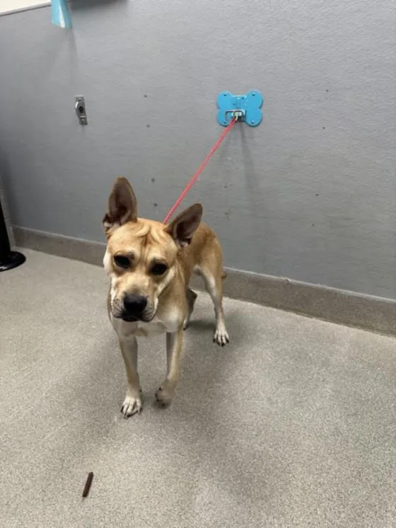 A young large-sized male German Shepherd Dog dog named Bruno for adoption in Las Vegas, NV