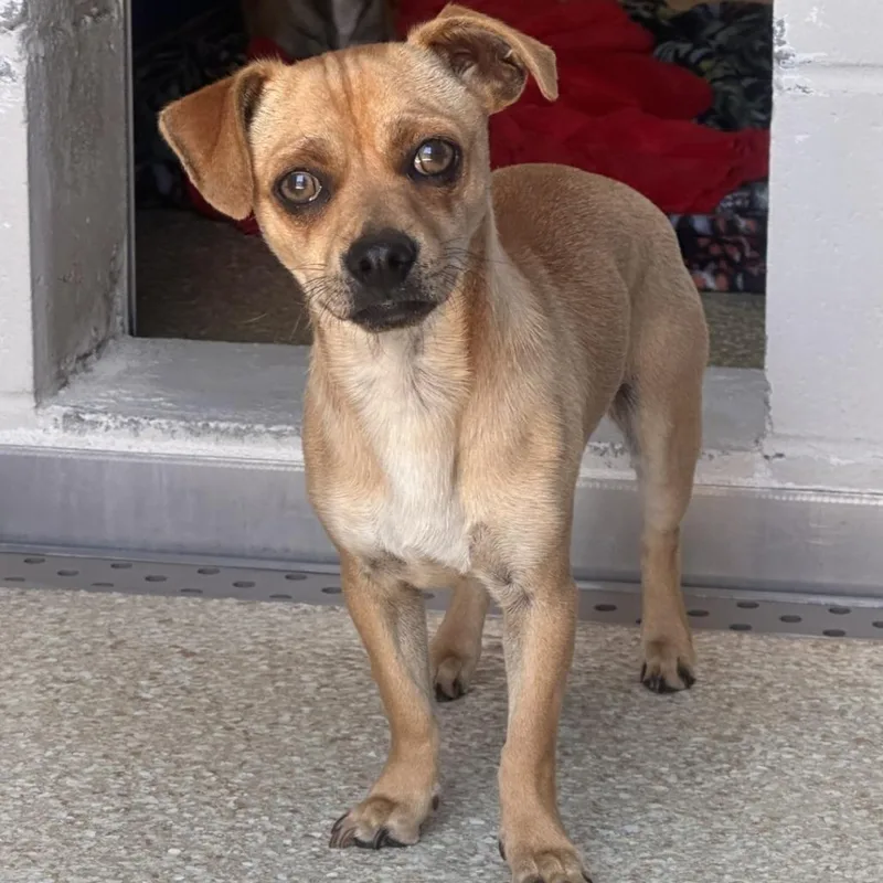 A young small-sized male Yellow / Tan / Blond / Fawn Chihuahua dog named Pony for adoption in Reno, NV