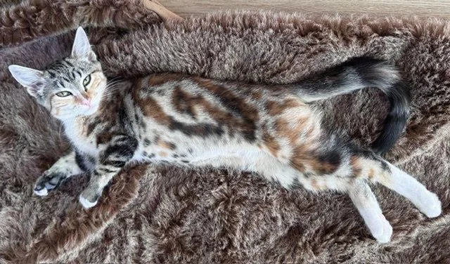 A baby medium-sized female Calico cat named Katinka for adoption in San Luis Obispo, CA