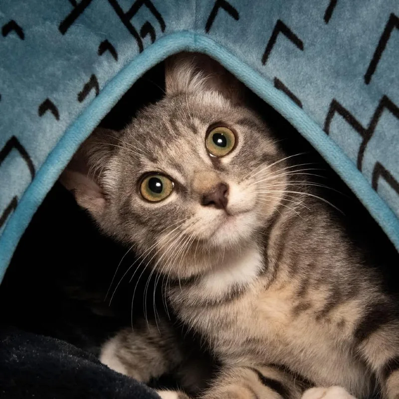 A baby small-sized male Gray / Blue / Silver Domestic Short Hair cat named Atlas for adoption in Santa Fe, TX