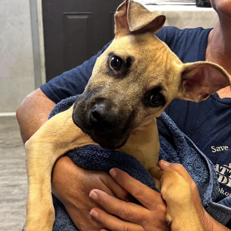 A baby medium-sized male Yellow / Tan / Blond / Fawn Black Mouth Cur dog named Tonto for adoption in Hinesville, GA