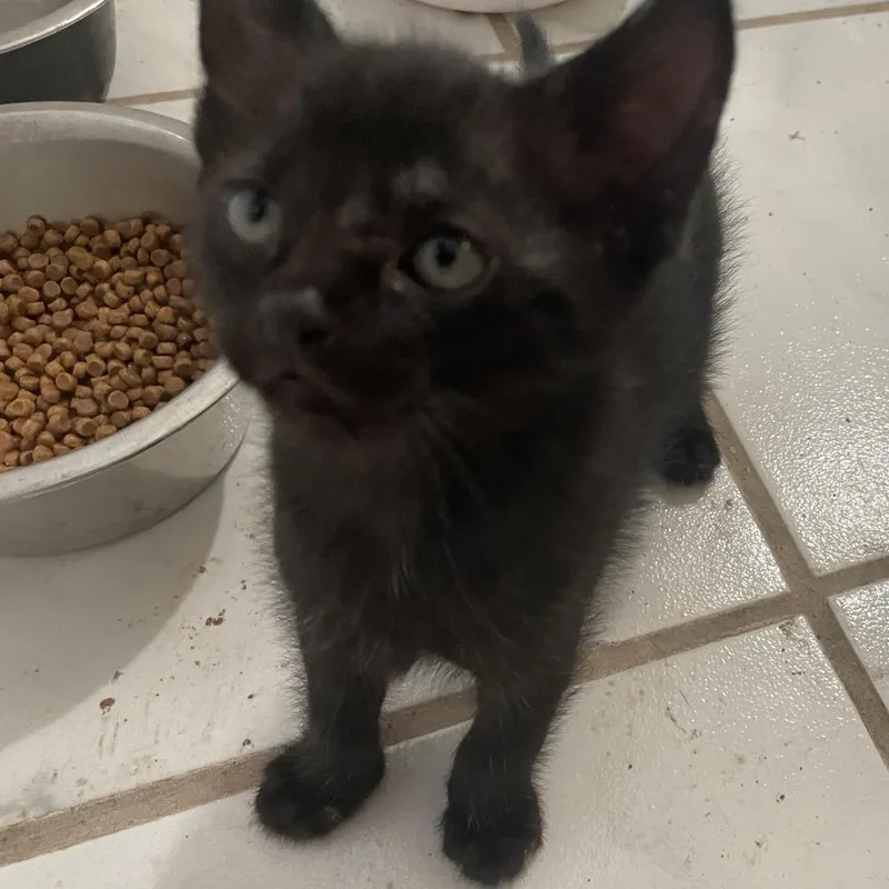 A baby small-sized male Black Domestic Short Hair cat named Ghost Mushroom for adoption in Austin, TX