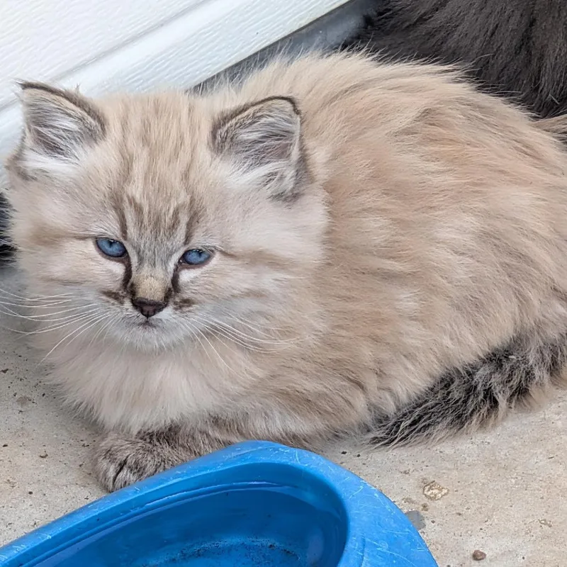 A baby small-sized male Lilac Point Domestic Long Hair cat named Oppa for adoption in Grantsville, UT