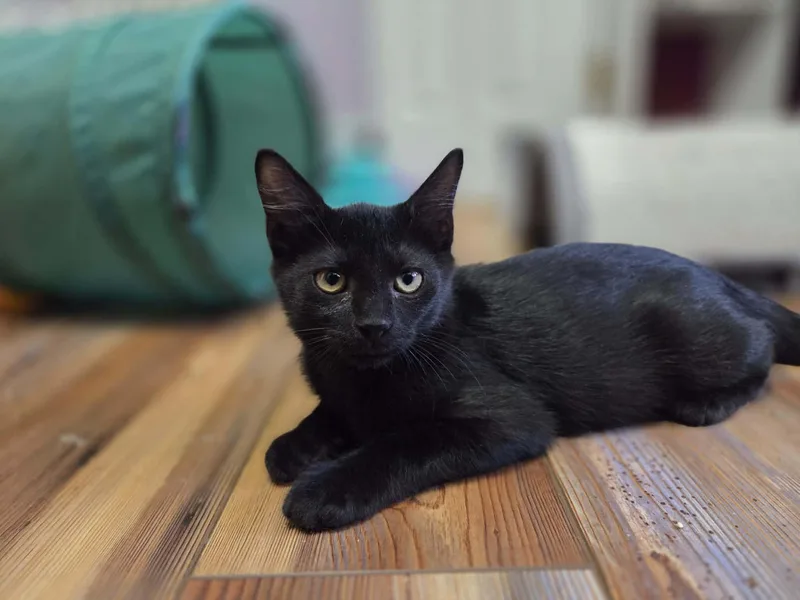 A baby medium-sized male Domestic Short Hair cat named Huey for adoption in Loveland, CO