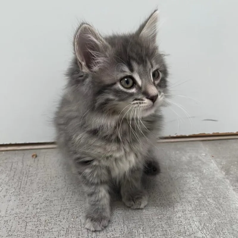 A baby small-sized female Gray / Blue / Silver Domestic Medium Hair cat named Cremini for adoption in Sunnyvale, CA