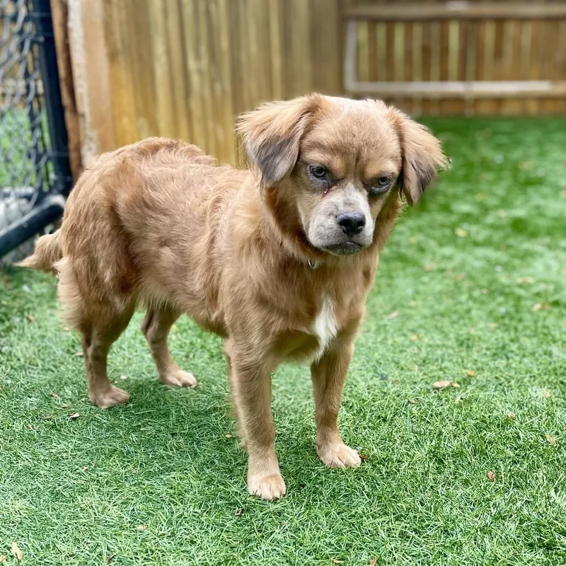 A young small-sized female Brown / Chocolate Mixed Breed dog named Fuzzy Bee for adoption in Naperville, IL
