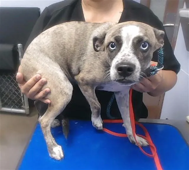 A young small-sized female Australian Cattle Dog / Blue Heeler dog named Cinder for adoption in Phoenix, AZ